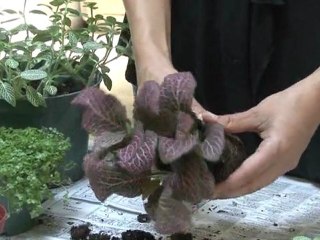 Build a Terrarium - Adding the Plants