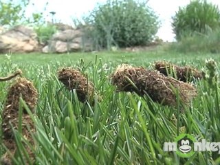 Dos and Don'ts of Lawn Care