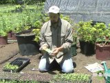 Organic Gardening - Seeds and Seedlings