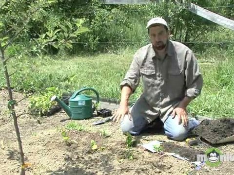 Organic Gardening - Weed Control