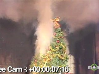Holiday Safety - Dangers of Dry Trees