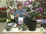 Choosing Orchid Mix