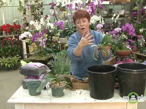 Repot an Orchid with Moss