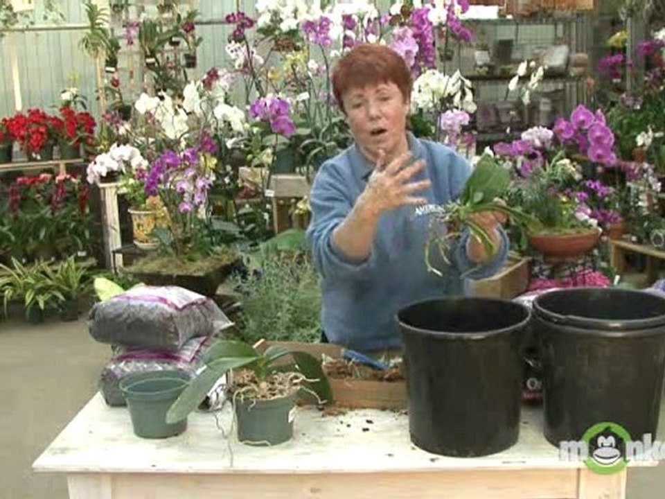Repot an Orchid with Moss