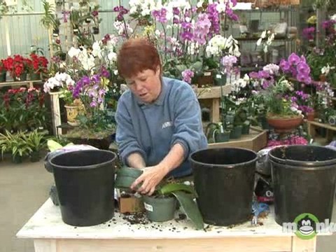 Repot an Orchid with Bark