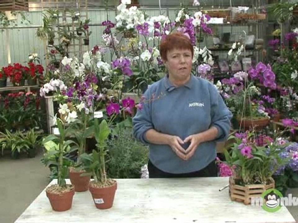 The Dendrobium Orchid