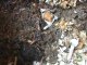 Compost with Worms