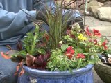 Pot your Plants - Arranging Plants in a Pot