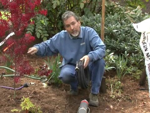 Tips on Plant Watering