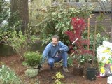 Plant a Tree - Preparing the Tree or Shrub to be Planted