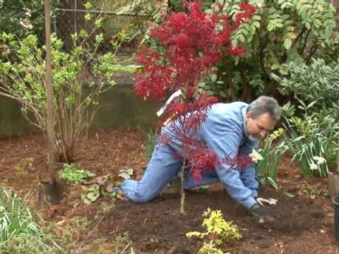 Plant a Tree - Completing the Backfill Hole