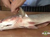 Striped Bass - Cleaning the Fish