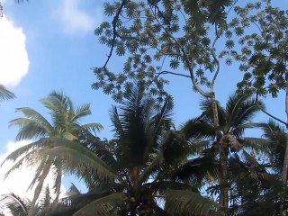 Pohoiki Rd, Big Island, HI -part2