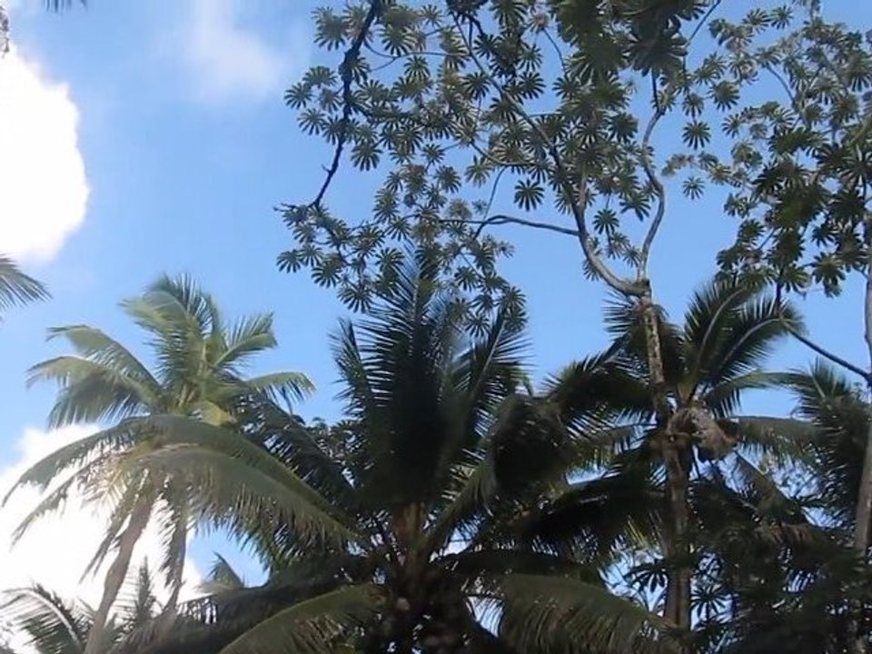 Pohoiki Rd, Big Island, HI -part2
