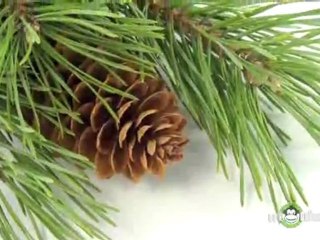 Types of Christmas Trees