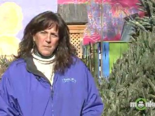 Caring for and Disposing of Your Christmas Tree