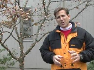 Outdoor Holiday Decorations - Tree Lighting