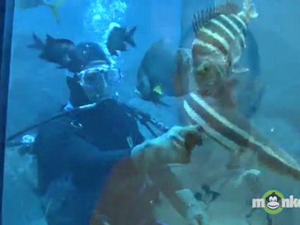 How to Minimize the Chance of a Shark Attack