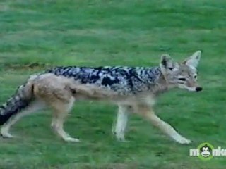 Rabies - What Animals are Most Likely to be Rabid?