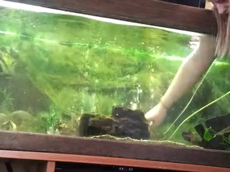 qui a dis q'un piranha etait mechant