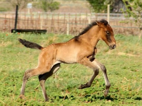 Capitao & Cantadora, Lusitaniens de 1 semaine, Elevage Les vignals, Thézan les Béziers