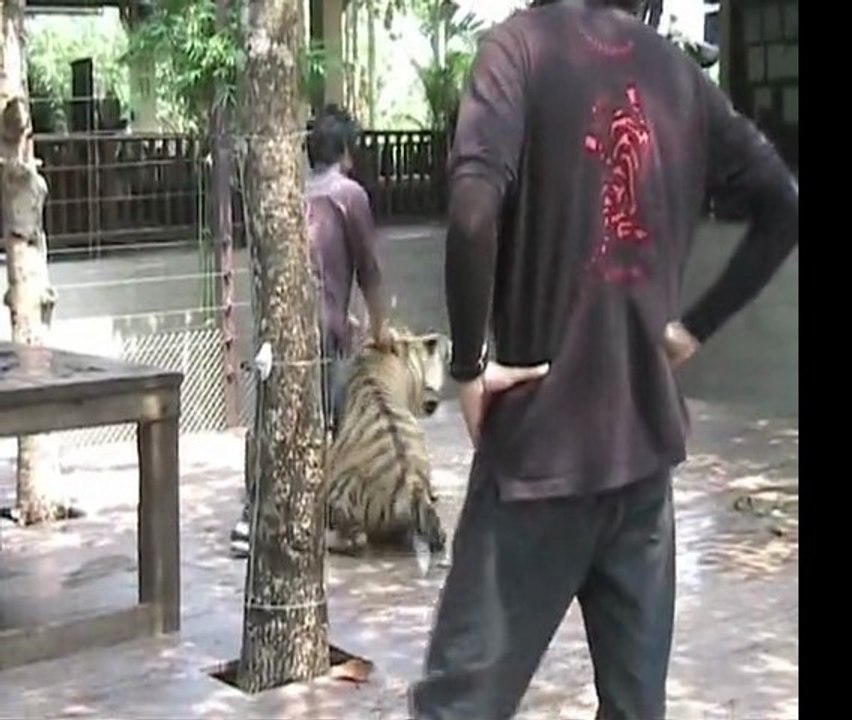Big Tigers pound