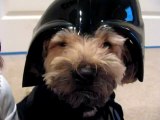 Halloween Pet Costumes - the Star Wars Dogs