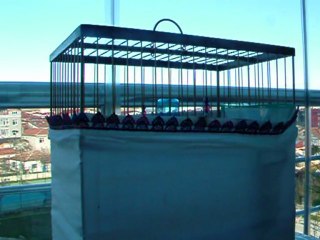 2011 saka melezi dik ötüm