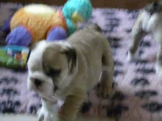 video 7 sem  chiots best of all