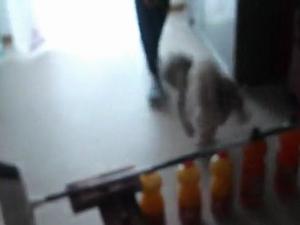 Mon chien Cookie qui saute 30cm!!