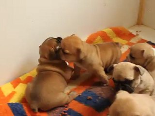 Mes petits chiots