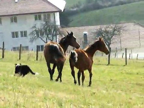 Pouliches demi sang arabe