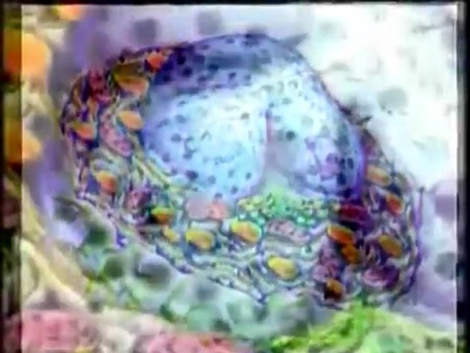 EVRİM TEORİSİ NEDEN GEÇERSİZ - 4-MUTLAKA İZLEYİN !