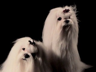 Teaser de l'exposition BEAUTE ANIMALE - GRAND PALAIS