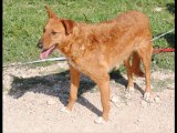 Photos des chiens d'Espagne à réserver avant le 12 avril 2012 pour qu'ils puissent faire parti du prochain voyage prévu fin avril