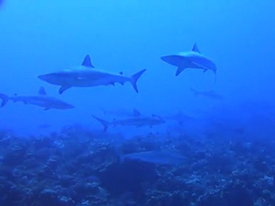 Plongée à Fakarava