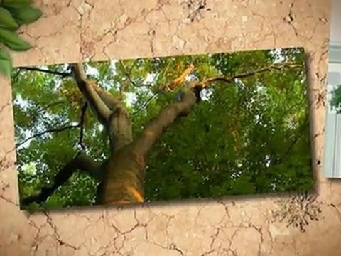 Todd's Tree Service - (770)592-4288