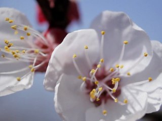 Apricot Flower - Free HD stock footage