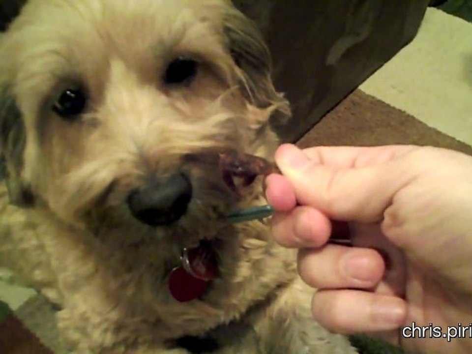 How to Piss Off a Dog