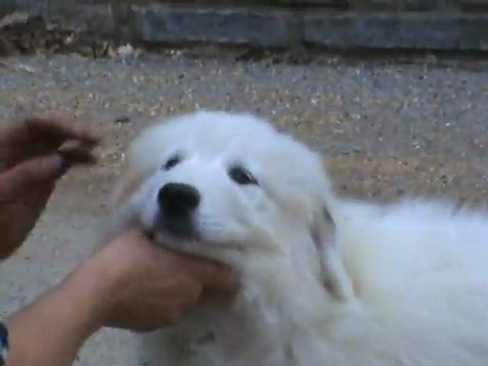 Helodie della rocca dei patous... 3 mesi :-))