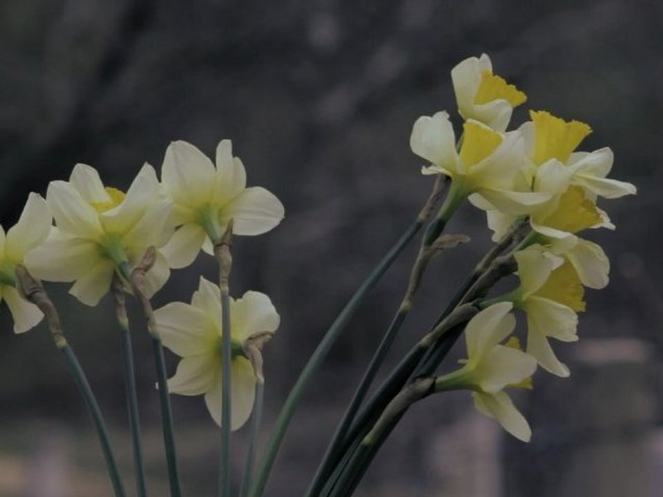 Narcissus - Free HD stock footage