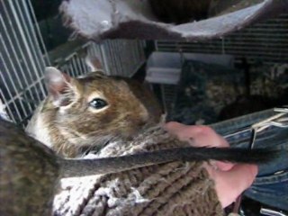 octodons degus