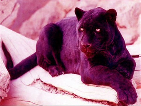 la pantera rosa hard tekno tribe - dj mad dog