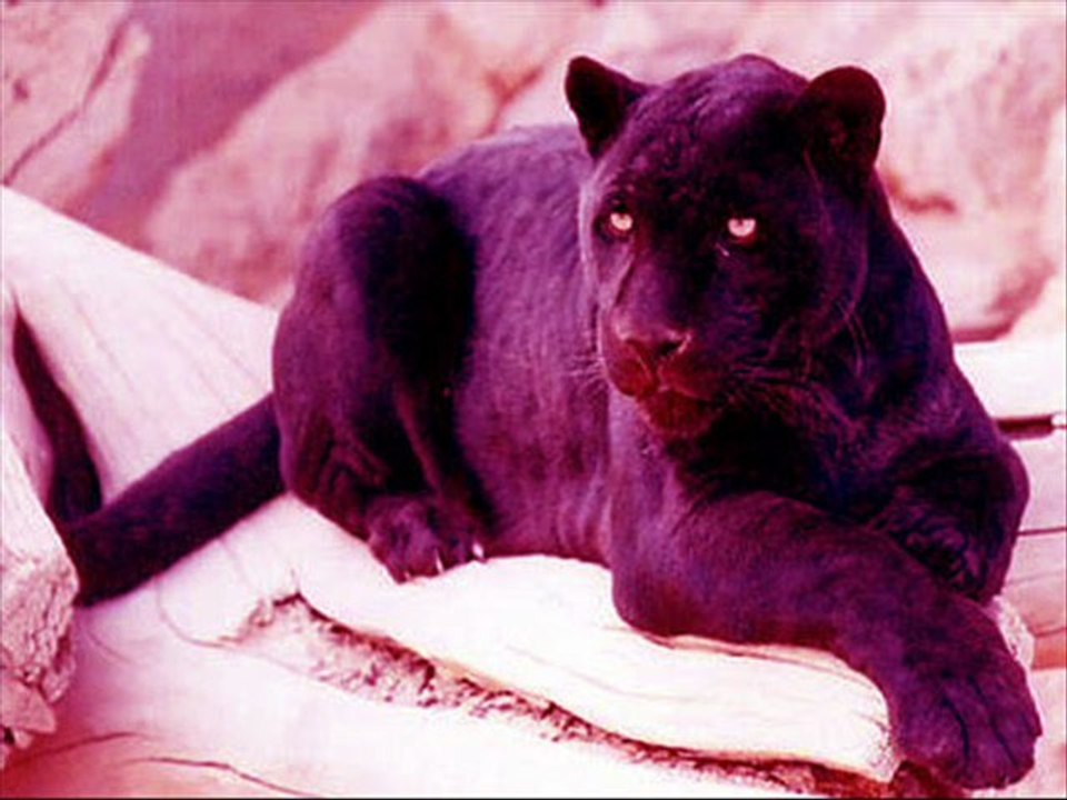 la pantera rosa hard tekno tribe - dj mad dog