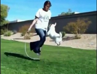 Akıllı köpek 1