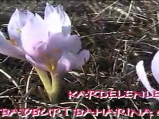 Kardelenler Bayburt Baharına Gülümsedi