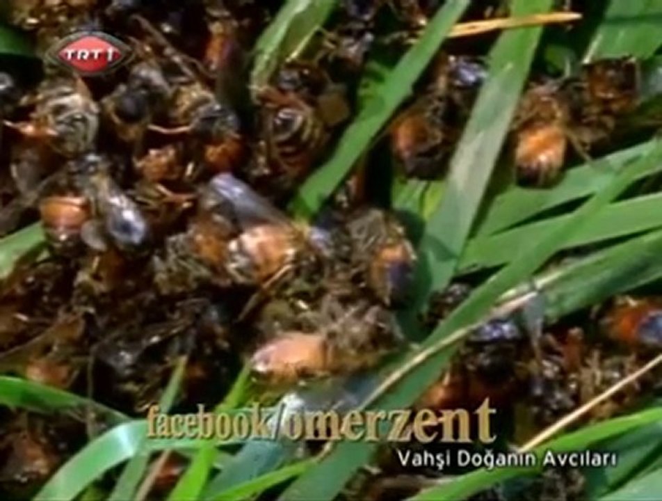 Arıların savaşı