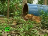 (VIDEO) 300 pitbulls fueron rescatados de perreras secretas donde eran entrenados para peleas ilegales