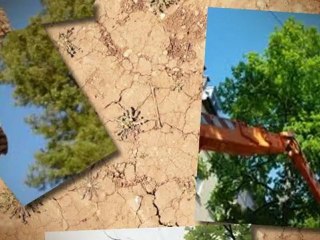 Top Notch Tree Service Inc - (704) 662-3931