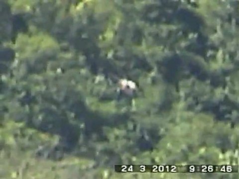 UFO ALIEN ? ENTITÉ BIOLOGIQUE .Island pacifique.2012